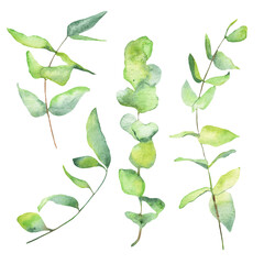 Watercolor green leaves elements. Botanical isolated on white background suitable for Wedding Invitation, save the date, thank you, or greeting card.