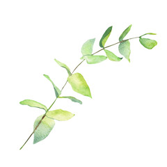 Watercolor green leaves elements. Botanical isolated on white background suitable for Wedding Invitation, save the date, thank you, or greeting card.