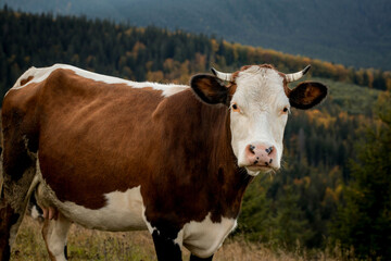 Fototapeta na wymiar Close-up of a cow on a mountain pasture, healthy cow grazing