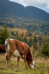 Fototapeta na wymiar Close-up of a calf grazes on a mountain pasture, healthy calf grazes grazing