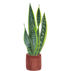 Watercolor leaves, stems and shoots of sansevieria