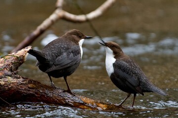 White-throated dipper on a creek in Sweden - 584617373