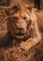 Fototapeta premium Lion in the zoo eating