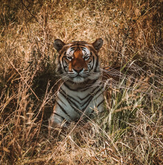 Tiger in the zoo