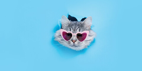 Smiling kitten in funny glasses on trendy blue background. Lovely gray cat climbs out of hole in colored background. Free space for text. - obrazy, fototapety, plakaty