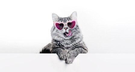 Smiling kitten in funny glasses lying on white table. Lovely fluffy cat licking lips. Free space for text. © KDdesignphoto