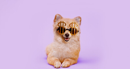 Smiling dog in funny glasses on trendy blue background. Free space for text.