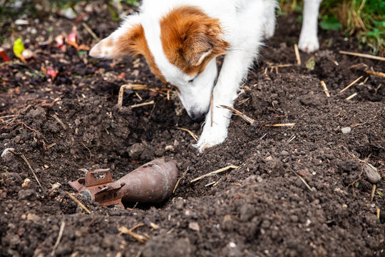 explosive detection dog finds a mine or grenade