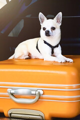 little dog, chihuahua breed sits in an orange suitcase inside a car, waiting to go on a trip. The concept of travel, vacation, travel with pets.