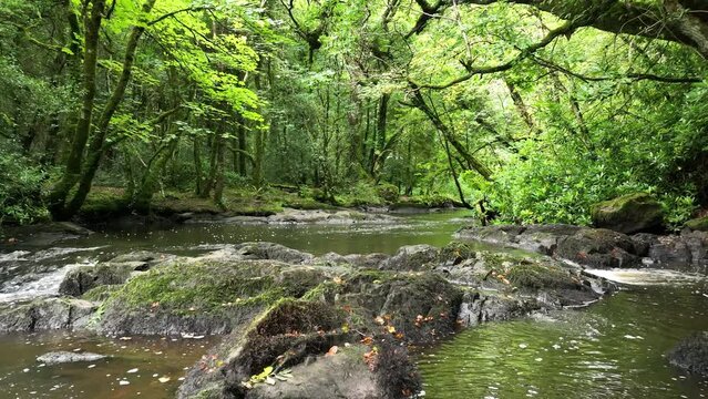 drone pull back shot of stream in virginia deer park forest in ireland