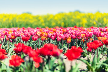 Tulip flowers field in spring.