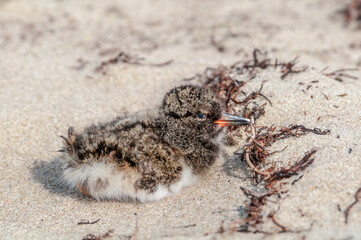 Eurasian Oystercatcher (Haematopus ostralegus) chick in Barents Sea coastal area, Russia