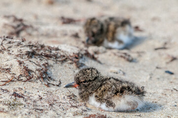 Eurasian Oystercatcher (Haematopus ostralegus) chickS in Barents Sea coastal area, Russia