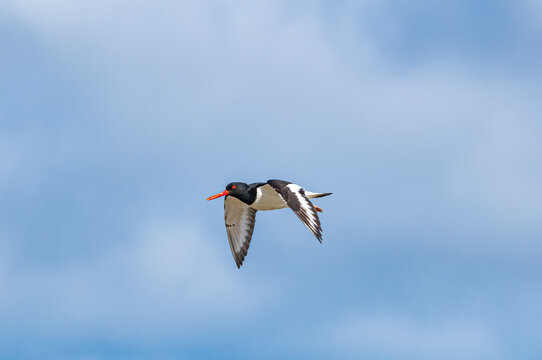 Eurasian Oystercatcher (Haematopus ostralegus) in Barents Sea coastal area, Russia