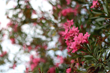 Pink oleander flowers in the garden. Selective focus.