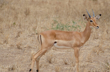 Naklejka na ściany i meble impala in the savannah