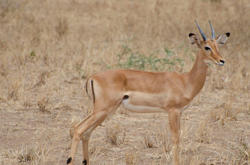 impala in the savannah