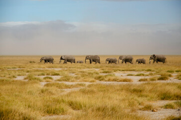 Naklejka na ściany i meble herd of elephants