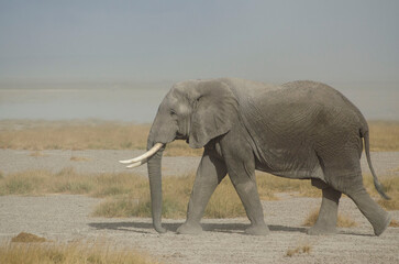Fototapeta na wymiar majestic elephant