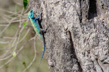 Naklejka na ściany i meble colourful lizard on a tree