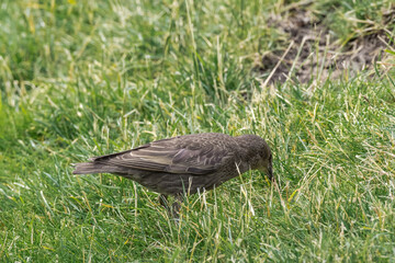 Molting Common Starling (Sturnus vulgaris) in park