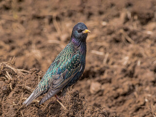 Common Starling (Sturnus vulgaris) in a field