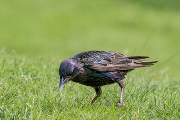 Common Starling (Sturnus vulgaris) in park