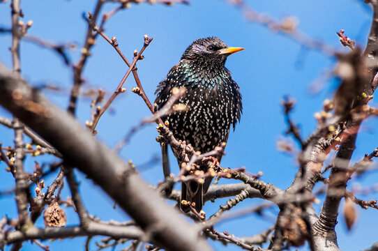 Common Starling (Sturnus vulgaris) in park