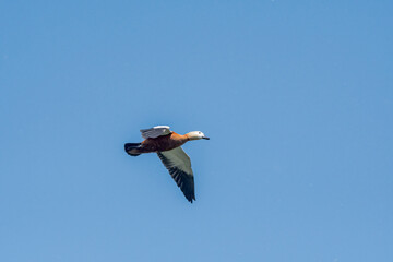 Ruddy Shelduck (Tadorna ferruginea) in park pond