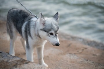 syberian husky puppy walking with owner by sea