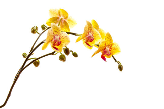 Yellow phalaenosis orchid stem isolated on transparent background, png file