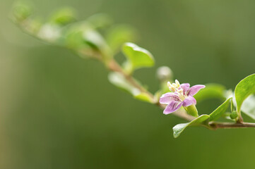 Goji berry branch flower on nature background.