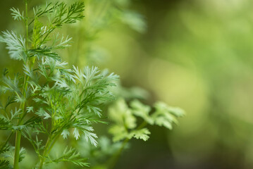 Coriander branch green leaves on nature background.