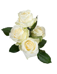 White roses isolated on transparent