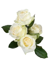 Selbstklebende Fototapeten White roses isolated on transparent © claudiovaldes