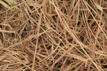 Dry grass texture, vegetation typical of the semi-arid region of Brazil, 4k