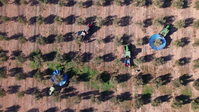 Aerial top view of a Close-up to a three tractors with umbrellas harvesting olives. Farmer harvesting olives with special machinery and tractor with umbrela. Olive oil production in Spain