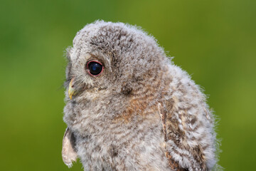 A portrait a Tawny Owl chick against a green background
