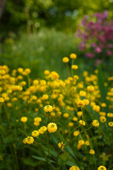 Obraz premium Beautiful Double Meadow Buttercup with bright yellow golden flowers on spring flowerbed