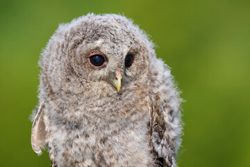 A portrait a Tawny Owl chick against a green background
