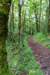 Footpath in a green forest of native trees in Galicia. nature concept