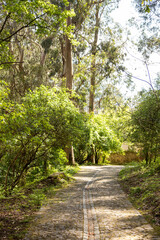 footpath in the park