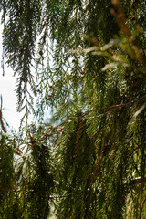 forest in the morning