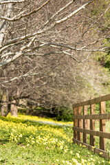 spring in the garden