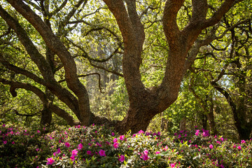 blooming tree in the park