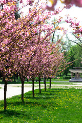 Alley of cherry blossoms. Beautiful spring in the park