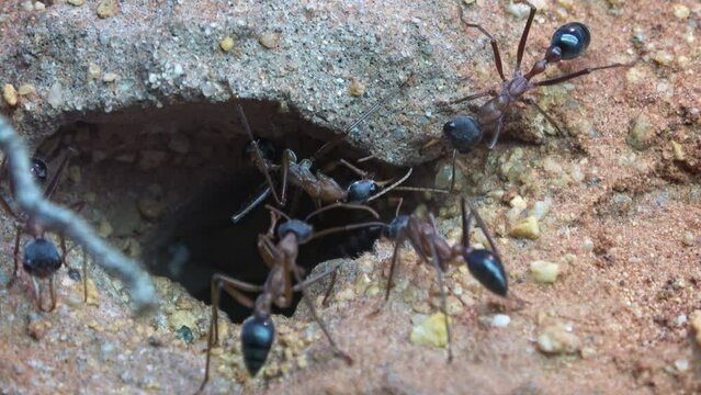 Australian bull ant or bulldog ant, Myrmecia desertorum