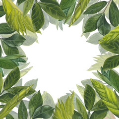 Watercolor leaves, stems and shoots of zamiokulkas