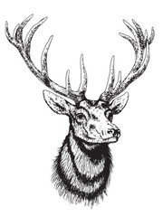 Illustration of deer