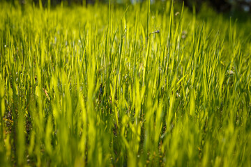 Soft focused shot of green young grass sprouts in the forest, meadow or pasture. Spring time nature, natural background